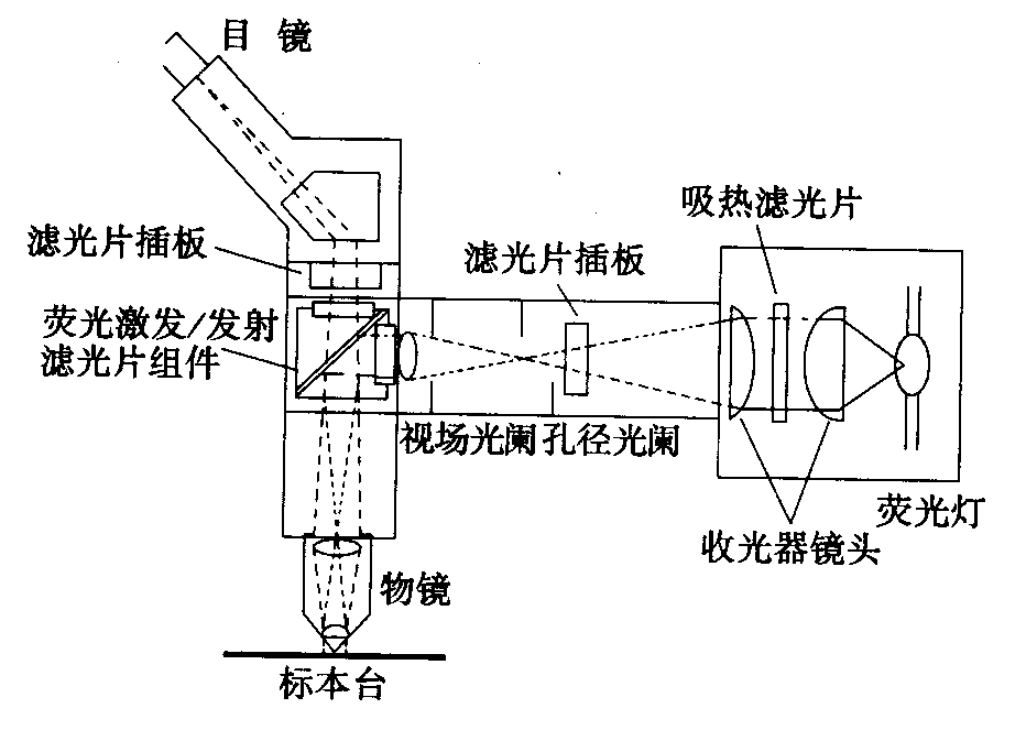 熒光顯微鏡原理圖，激發(fā)濾板和壓制濾色系統(tǒng)